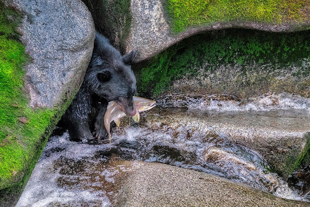 Black Bear-Salmon run-Anan Creek Wrangell-Alaska-USA
